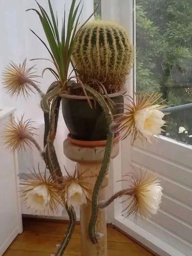 Large-flowered cactus