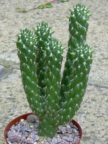Cane Cactus