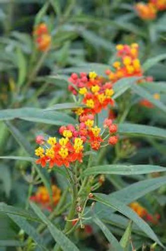 Red Butterfly Milkweed