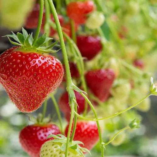 Ozark Beauties Strawberries