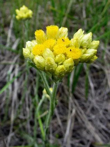 Helichrysum Stoechas