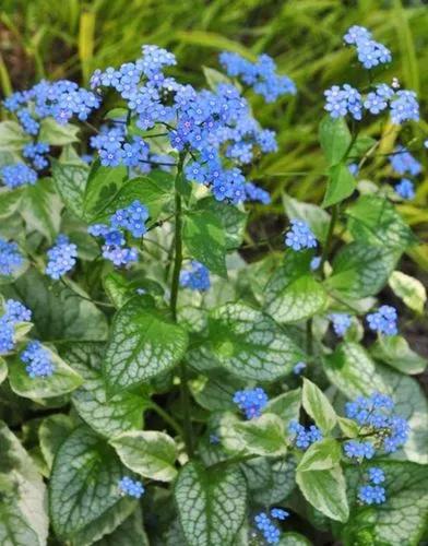 Great Forget-me-not