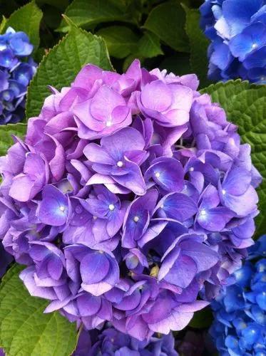 Hydrangea Tiffany Violet