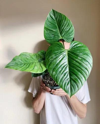 Silver Leaf Philodendron