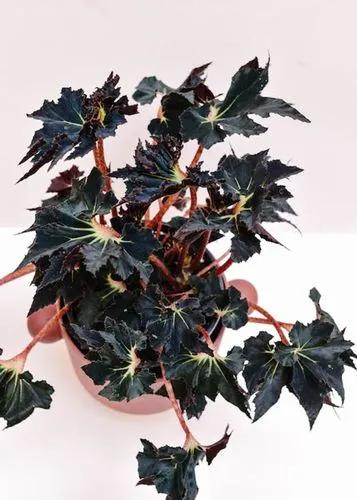 Begonia Black Fang
