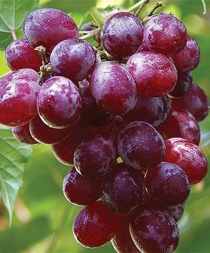 Catawaba grape