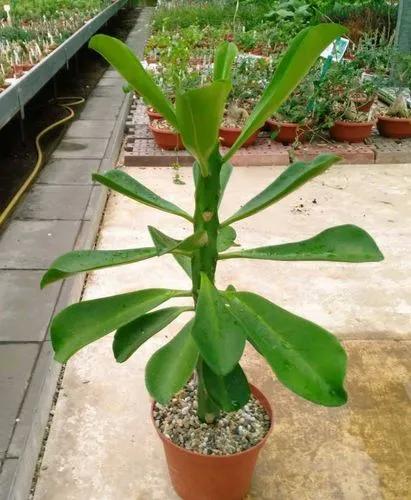Euphorbia Drupifera