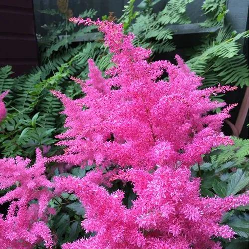 Astilbe Japonica