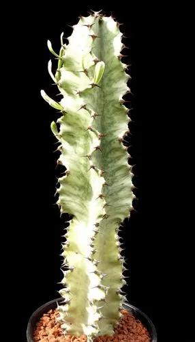 Euphorbia Ammak