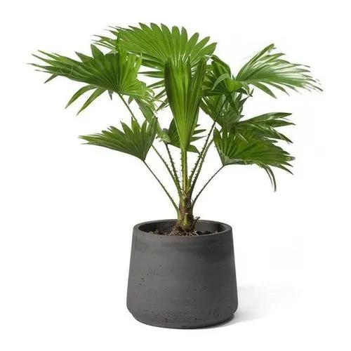Footstool palm