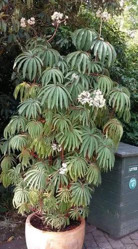 Palm Leaf Begonia