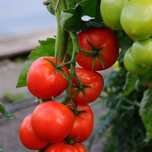 Genuwine Beefsteak Tomato
