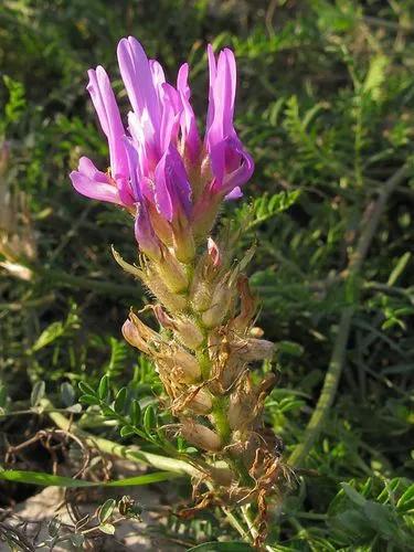 Astragalus Onobrychis