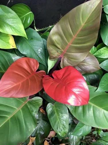 Philodendron 'mccolley's Finale'