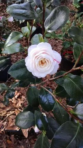 Camellia 'april Dawn'