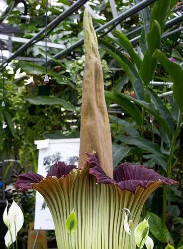 Corpse Flower (lily Family)