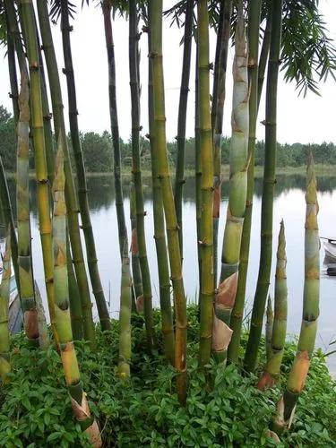 Oldham's Bamboo