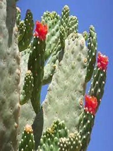 Opuntia Rubescens “road Kill Cactus”
