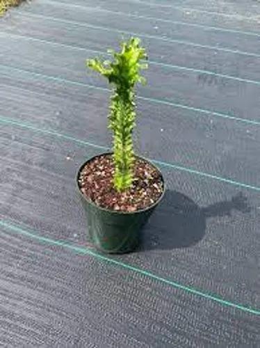 Euphorbia Lactea Super Varigatef