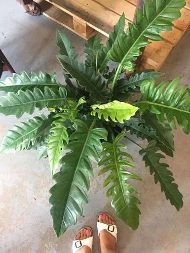 Philodendron Tiger’s Tooth