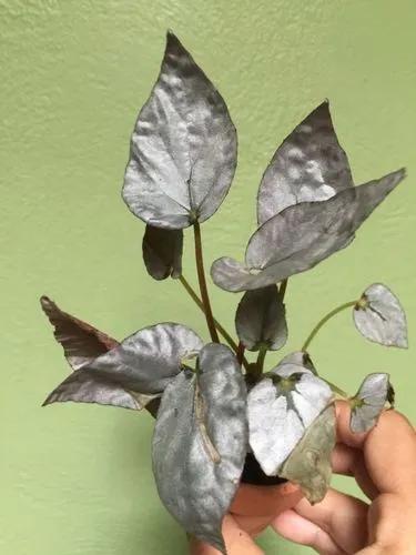 Begonia Silver Limbo