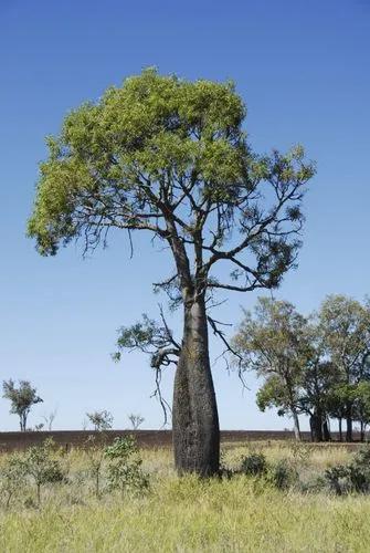 Queensland Bottletree