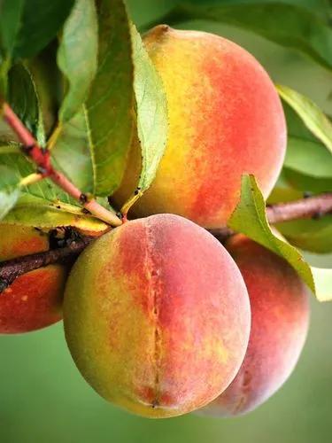 Harvester Peach