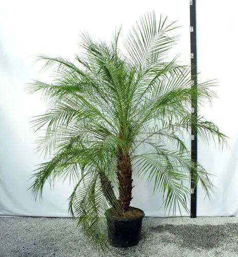 Dwarf Date Palm