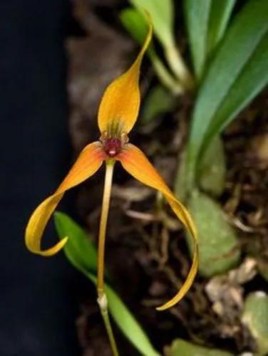 Bulbophyllum Molossus