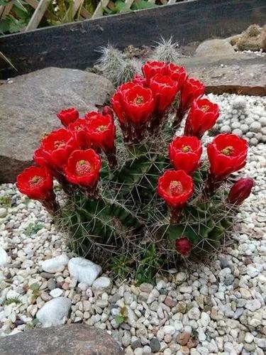 Kingcup cactus