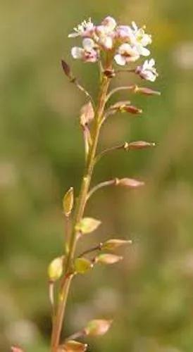 Grassleaf Pepperweed
