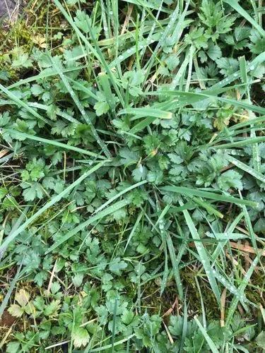Green Carpetweed