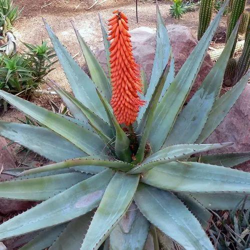 Bitter Aloe