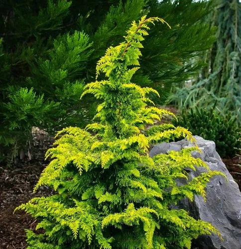 Japanese Cypress