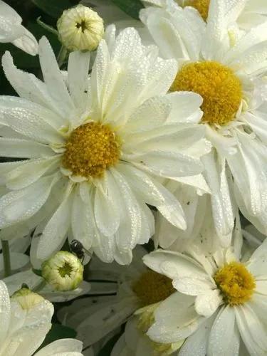 Daisy-chrysanthemum