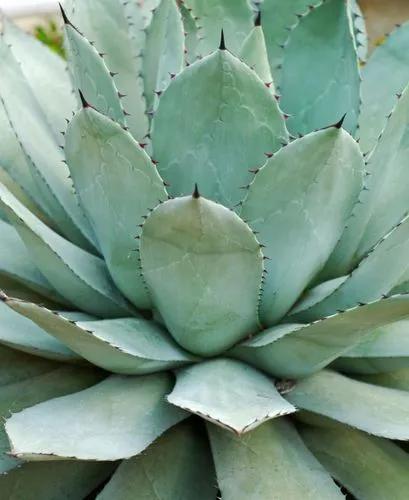 Silvery Agave