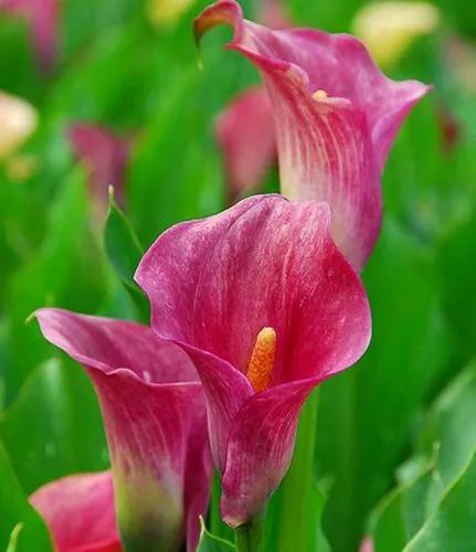 Pink Arum Lily