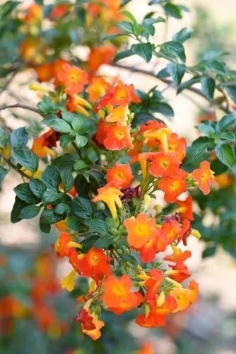 Marmalade-bush