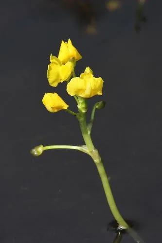 Utricularia Foliosa