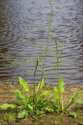 Water-plantain