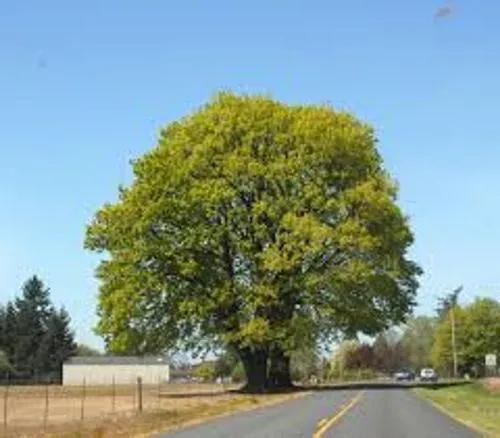Large-Leaved Maple