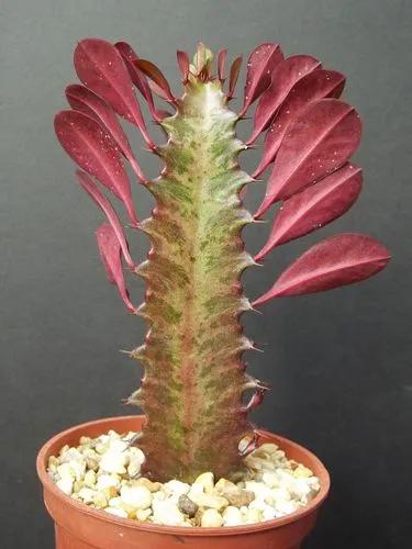 Euphorbia Trigona Ruby