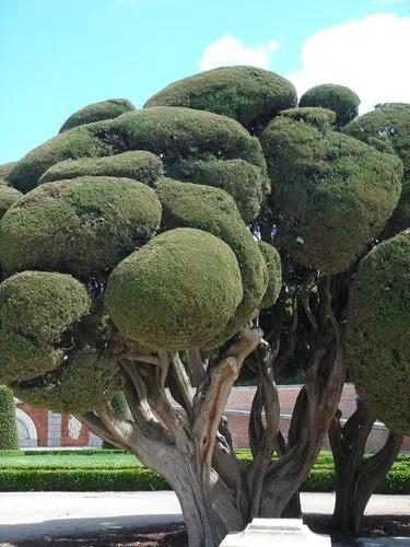 Mediterranean Cypress