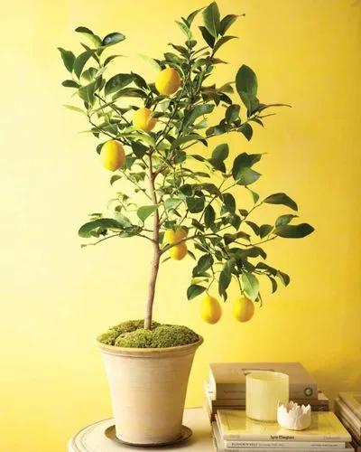 Dwarf Meyer Lemon Tree