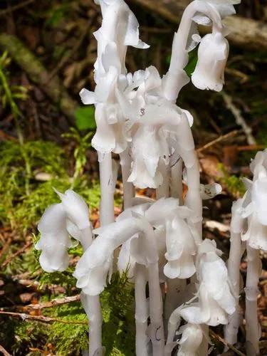 Indian-pipe