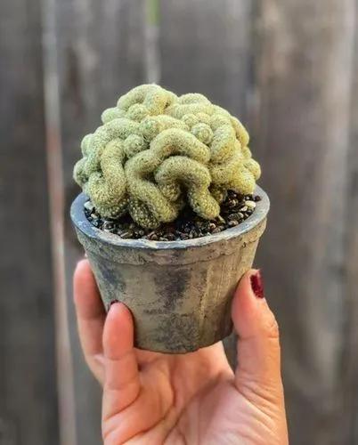 Brain Cactus