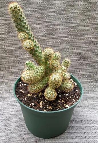 Lady Finger Cactus