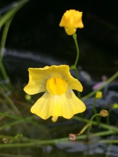 Utricularia Gibba (floating Bladderwort)