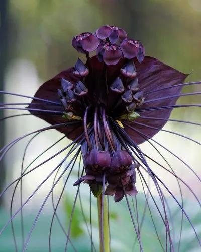 Bat Flower Plant