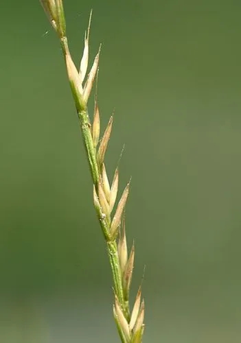 Mat-Grass Fescue